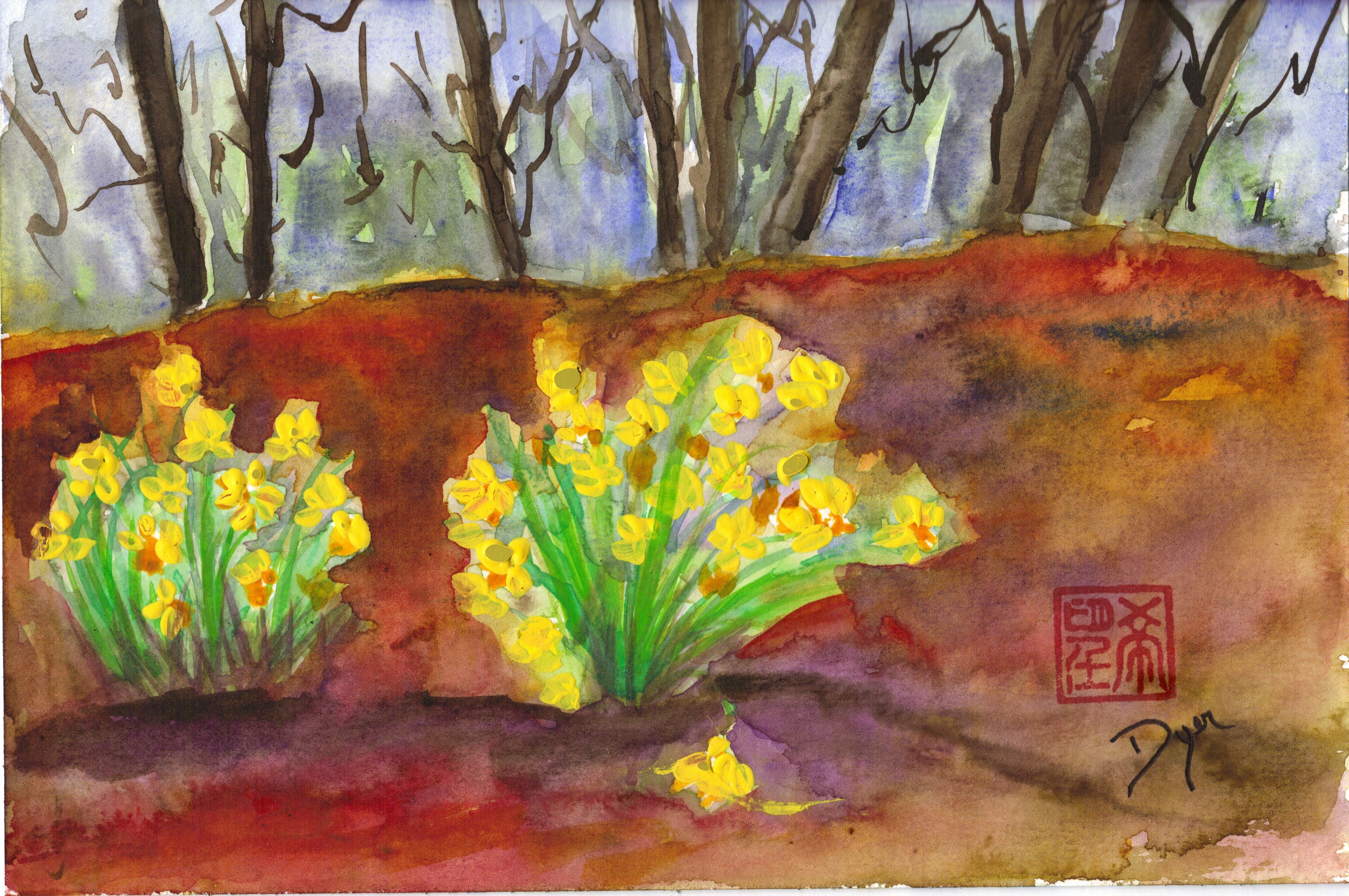 February daffodils